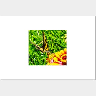 Yellow Butterfly on a flower Posters and Art